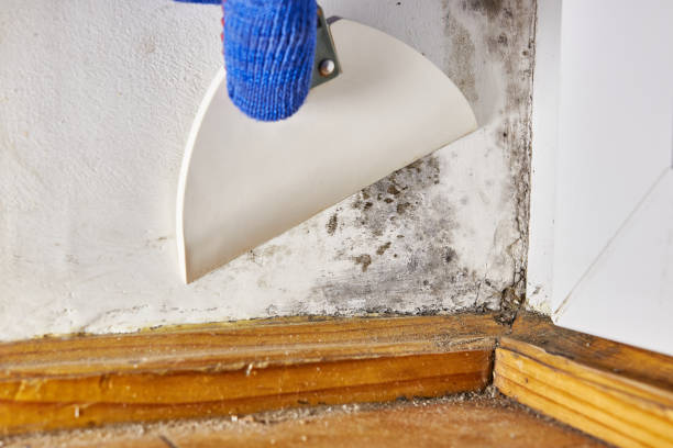 Best Attic Mold Removal  in Deltona, FL